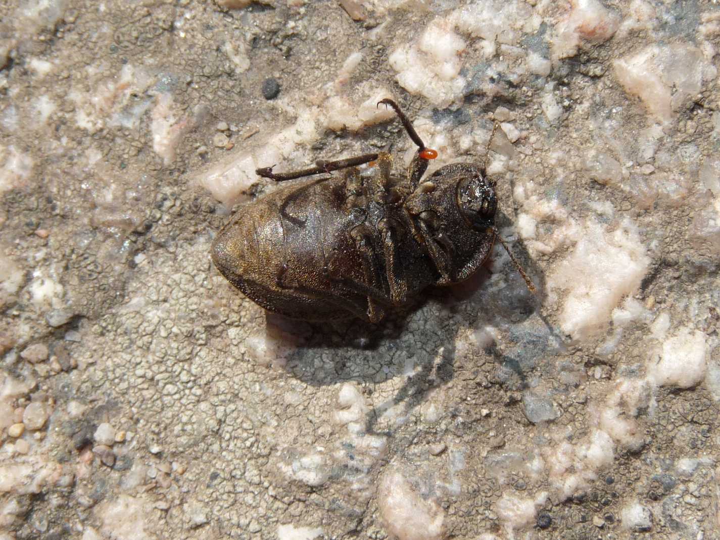 Asida